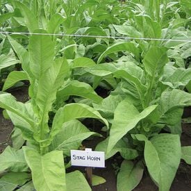 Stag Horn, Tobacco Seed